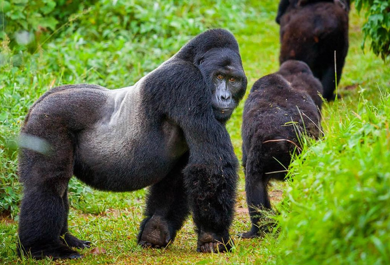 Gorilla Trekking in Volcanoes National Park