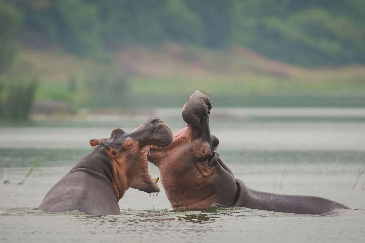 Kazinga Channel in Uganda
