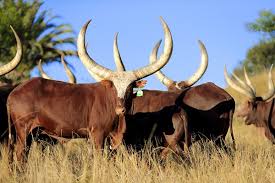 Ankole Cows in Uganda