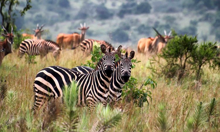 Akagera National Park – Savannah Safaris in Rwanda