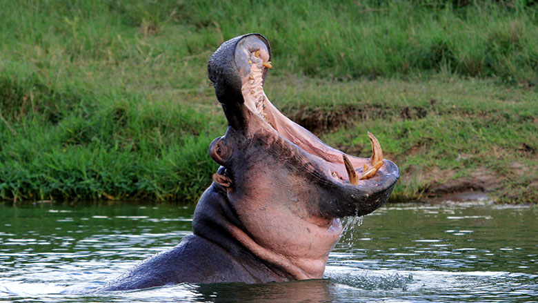 Uganda