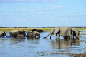 Elephant Encounters in Chobe National Park