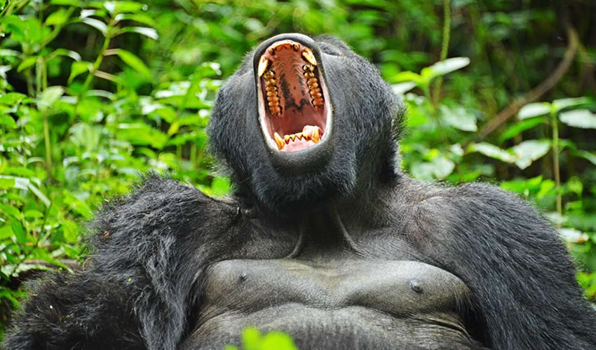 Mgahinga National Park in Uganda