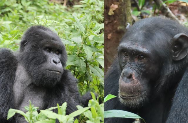 Gorilla & Chimpanzee Encounter