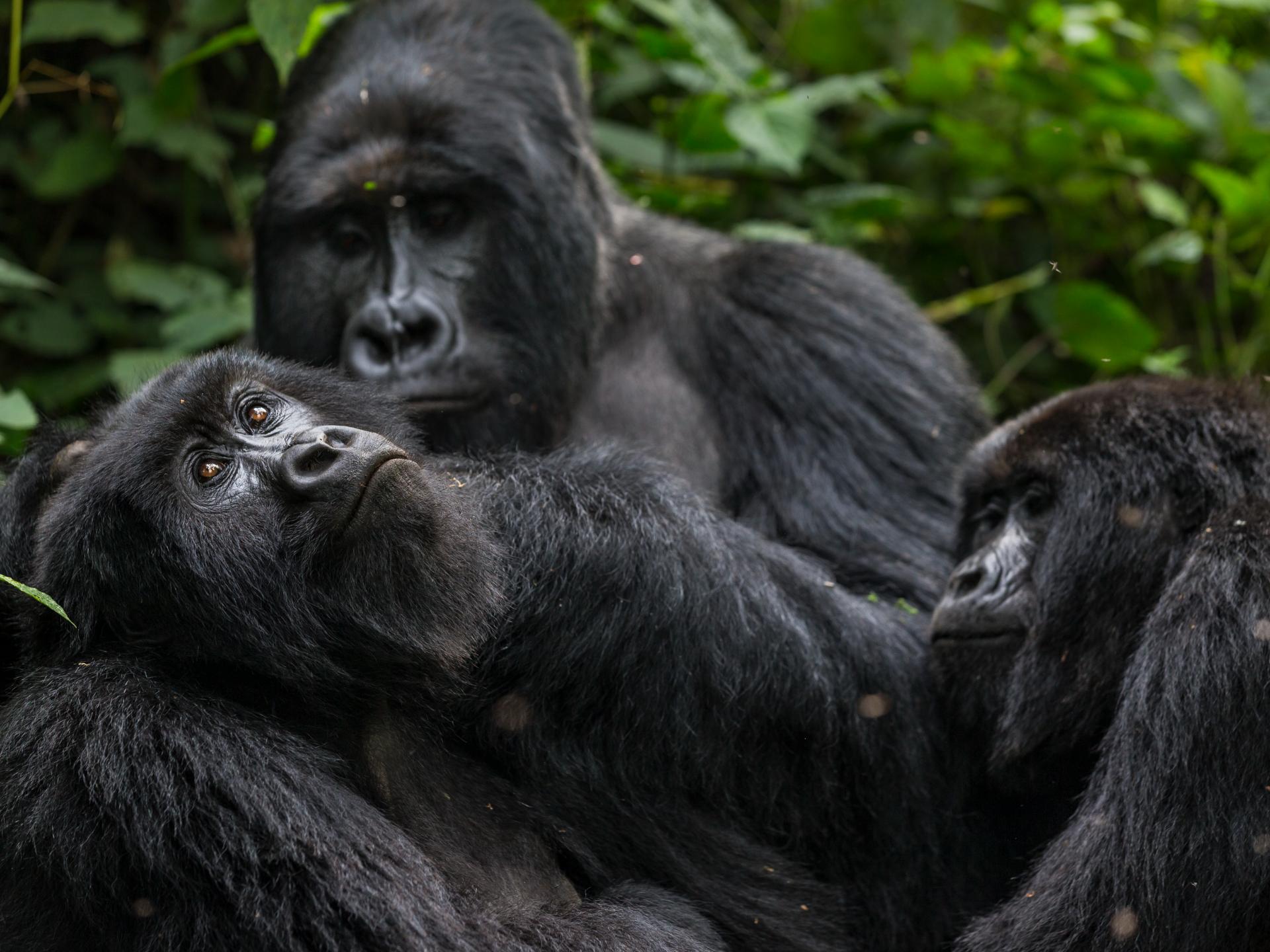 Uganda Gorilla & Forest Journey